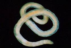 Vale Of Amonition : Worm of the Plague